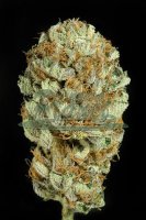 Blue Kush Feminised - Dinafem Seeds