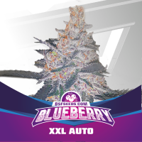 BSF Seeds - Auto Blueberry XXL - feminisiert