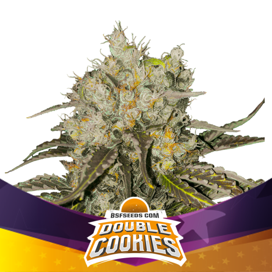 BSF Seeds - Double Cookies - feminised Click image to close