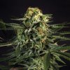 BSF Seeds - Green Tiger - feminised