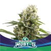 BSF Seeds - Auto Moby-D XXL - feminised