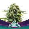 BSF Seeds - Moby-D - feminised