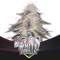 BSF Seeds - White Gorilla - feminised