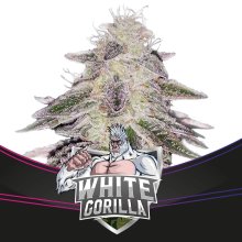 BSF Seeds - White Gorilla - feminised