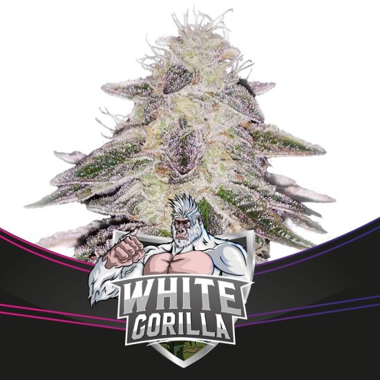 BSF Seeds - White Gorilla - feminised Click image to close
