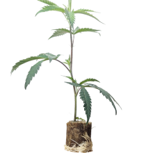 Bubba Kush 2.0 - Humboldt Seeds