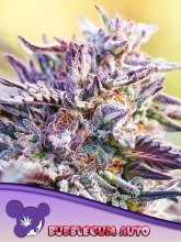 (image for) BULK Seeds - Auto Bubble Gum - Anesia Seeds
