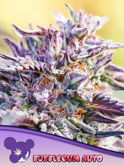 (image for) BULK Seeds - Auto Bubble Gum - Anesia Seeds