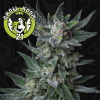Bubblegum Feminised Automatic - TH Seeds