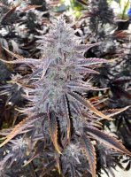 Ghost Toof Auto Feminised Seeds