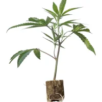 Boutures de cannabis US-Kali BanOreoz #3 – Honey Sticks Cut