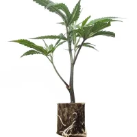 (image for) PREMIUM US CANNABIS CLONES CALI GENETIK