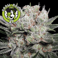 Californian Gold Feminised - Paradise Seeds