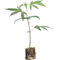 Boutures de cannabis Canalope Haze – DNA Genetics