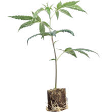 Esquejes de cannabis Canalope Haze – DNA Genetics