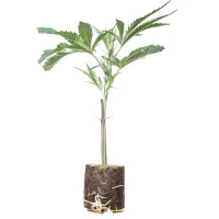 Esquejes de cannabis Gorilla Sherbert F1 – Sweet Seeds