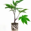 (Bild für) US-Kali Hanfstecklinge Blueberry Muffin – Humboldt Seeds