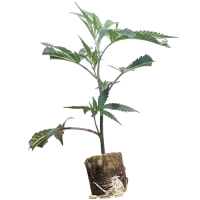 (Bild für)  Cap Junkies - Seedjunkys Genetics 