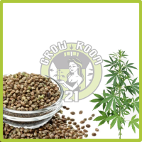 https://www.growroom21.com/webshop/bmz_cache/c/categories-hanfsamen_seeds_samen_cannabis_bestellen_onlinepng.image.200x200.png
