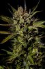 Cheese Feminised - Dinafem Seeds