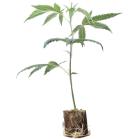 Boutures de cannabis Chemical Bride – Green House Seeds