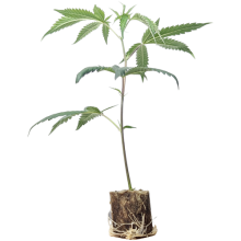 (Bild für) Hanfstecklinge Chemical Bride – Green House Seeds