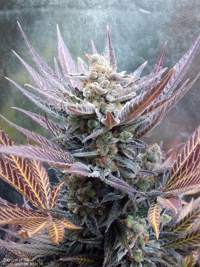 (Bild für) Cherry Cookies Feminised Seeds
