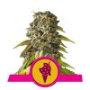 Cookies Gelato Feminised - Royal Queen Seeds