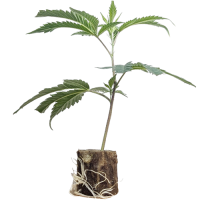 (Bild für)  Cookies & Cream - Exotic Genetix 