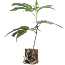 (Bild für)  Cookies & Cream - Exotic Genetix 
