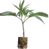 (image for) Cannabis Clones Red Hot Cookies – Sweet Seeds