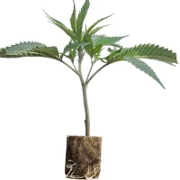 Esquejes de cannabis Red Hot Cookies – Sweet Seeds