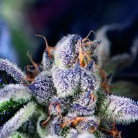Cookies USA Feminised - Pyramid Seeds