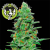Crazy Miss Hyde Automatic Feminised - Samsara Seeds