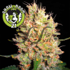 Crazy Miss Hyde Feminised - Samsara Seeds