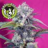 Cream Mandarine Automatic Feminised - Sweet Seeds