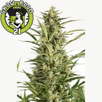 Critcal Jack Automatic Feminised - Dinafem Seeds