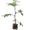 (image for) Cannabis Clones Critical+ – Growers Choice