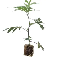 Esquejes de cannabis Critical+ – Growers Choice