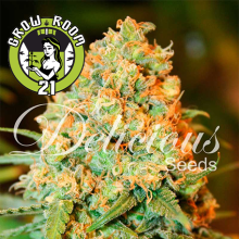 Critical Super Silver Haze Feminised - Delicious Seeds