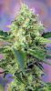Crystal Candy XL Feminised - Sweet Seeds