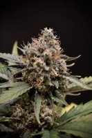 Sweet 'N' Sour Auto Feminised Seeds