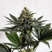 (Bild für) Melon Gum Feminised Seeds