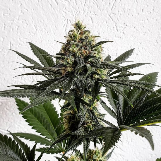 (Bild für) Melon Gum Feminised Seeds