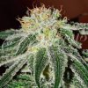 Delicious Seeds - Black Russian - feminised