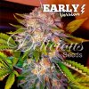 Delicious Seeds - Caramelo Fast Version - feminisiert