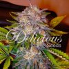 Delicious Seeds - Caramelo - feminised