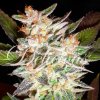 Delicious Seeds - Auto Cheese Candy - feminisiert