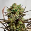 Delicious Seeds - Cheese Candy (Delicious Candy) - feminised