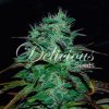 Delicious Seeds - Chocobang - feminised
